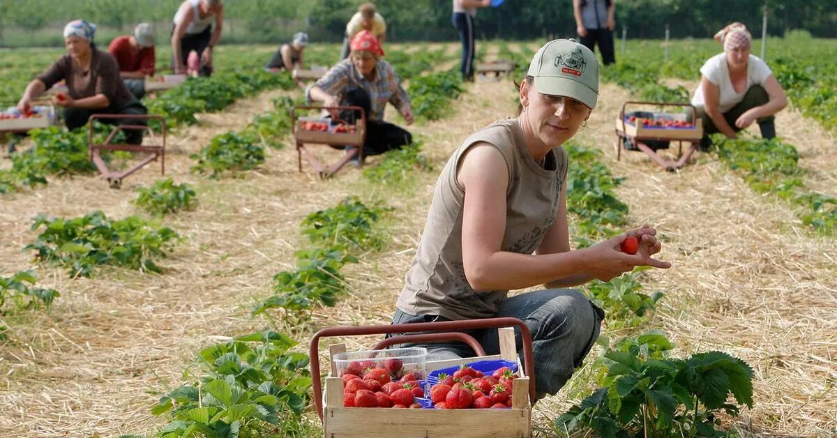 Сезонная работа на лето для женщин. Украинские заробитчане в Польше. Сбор урожая. Гастарбайтеры в сельском хозяйстве. Гастарбайтеры в Польше.