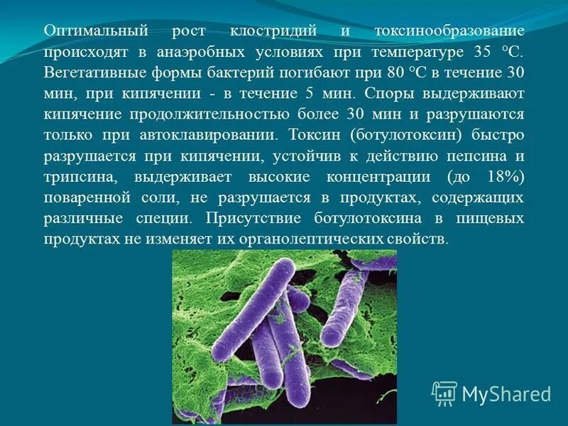 при какой температуре погибают споры бактерий