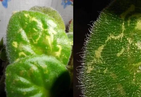 Почему пятна на листьях фиалки