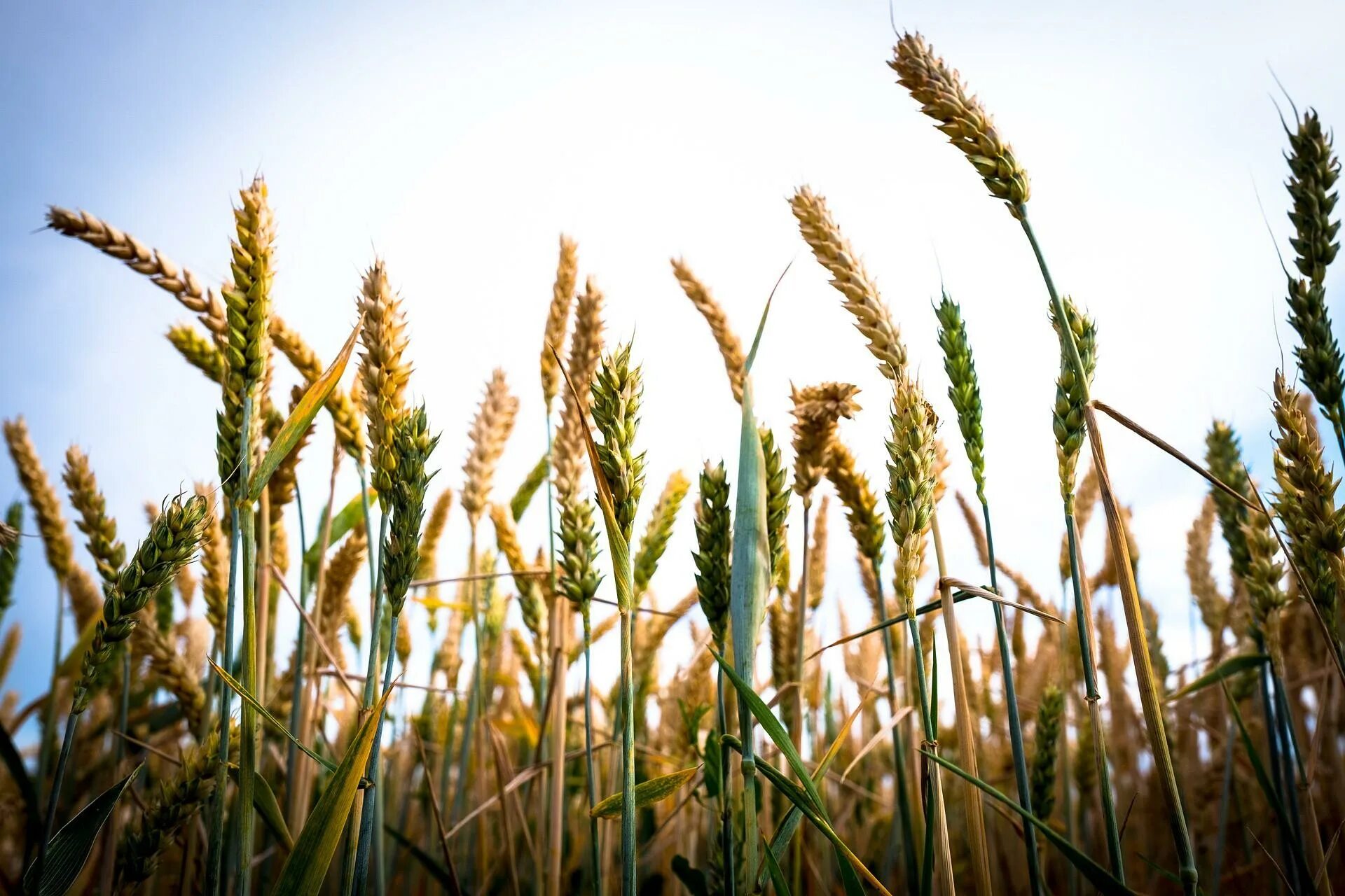 Пшеница группа организмов. Озимая пшеница Безостая. Безостая 100. Сорт пшеницы Безостая 100. Сорт озимой пшеницы семена Ахмат.