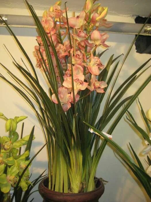 Орхидея Цимбидиум. Королевская Орхидея Цимбидиум. Цимбидиум пятнистый. Дендробиум Цимбидиум.