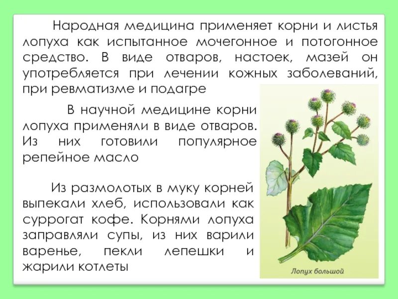 Лопух лечебные свойства и применение в народной. Чем полезны листья лопуха. Лопух лекарственное растение. Лопух полезное растение. Листья лопуха лечебные.