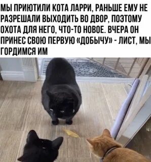 Коты комментариями