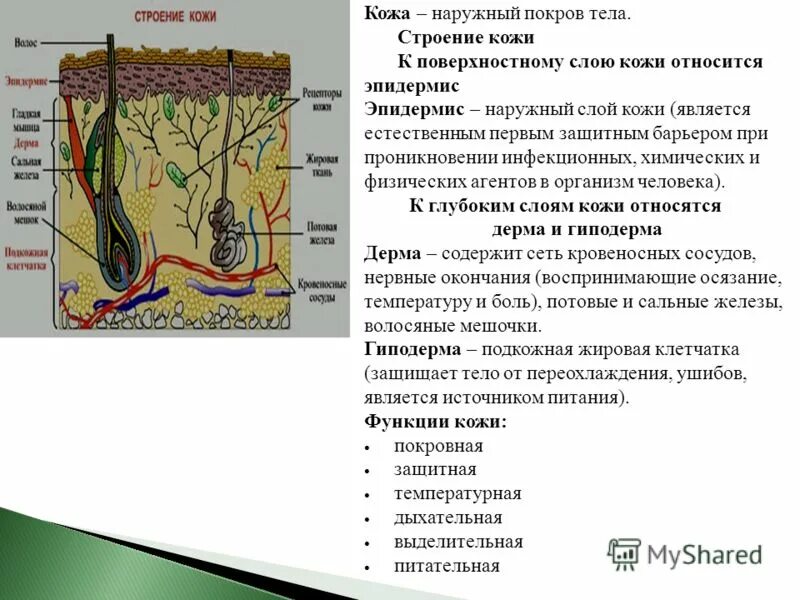 Кожа организма выполняет функции. Кожа организма выполняет функции