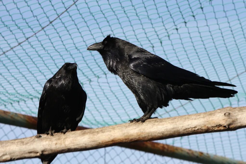 белоклювый ворон. чёрная ворона фото птицы. ворона самец. красивые вороны. ворон называет ворона черным.