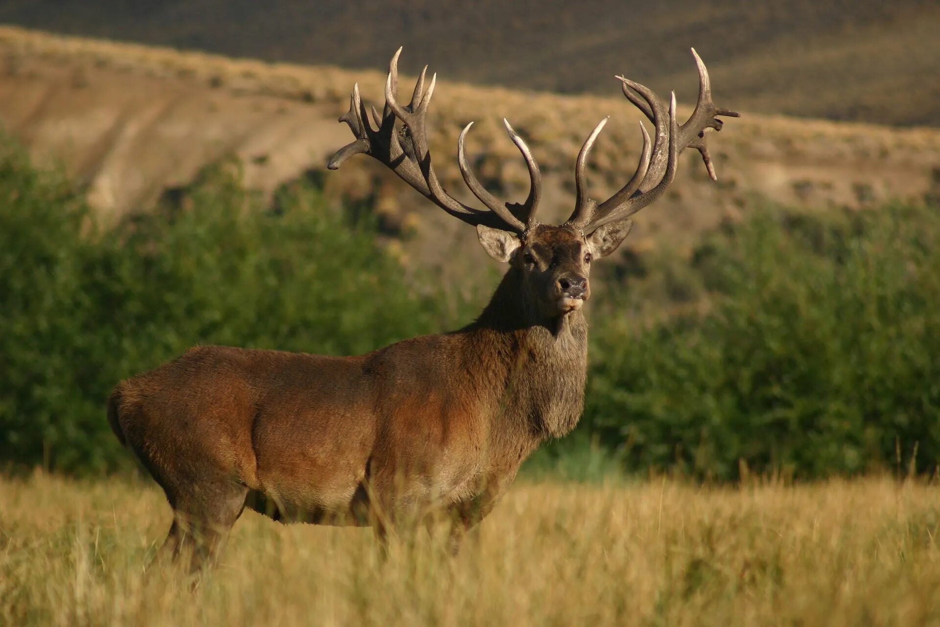 олень 5 букв сканворд. олень 5 букв сканворд. благородный олень марал изюбрь.