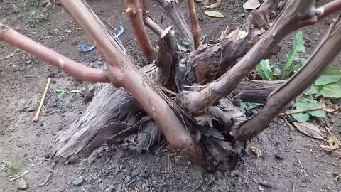 Осень обрезка винограда видео