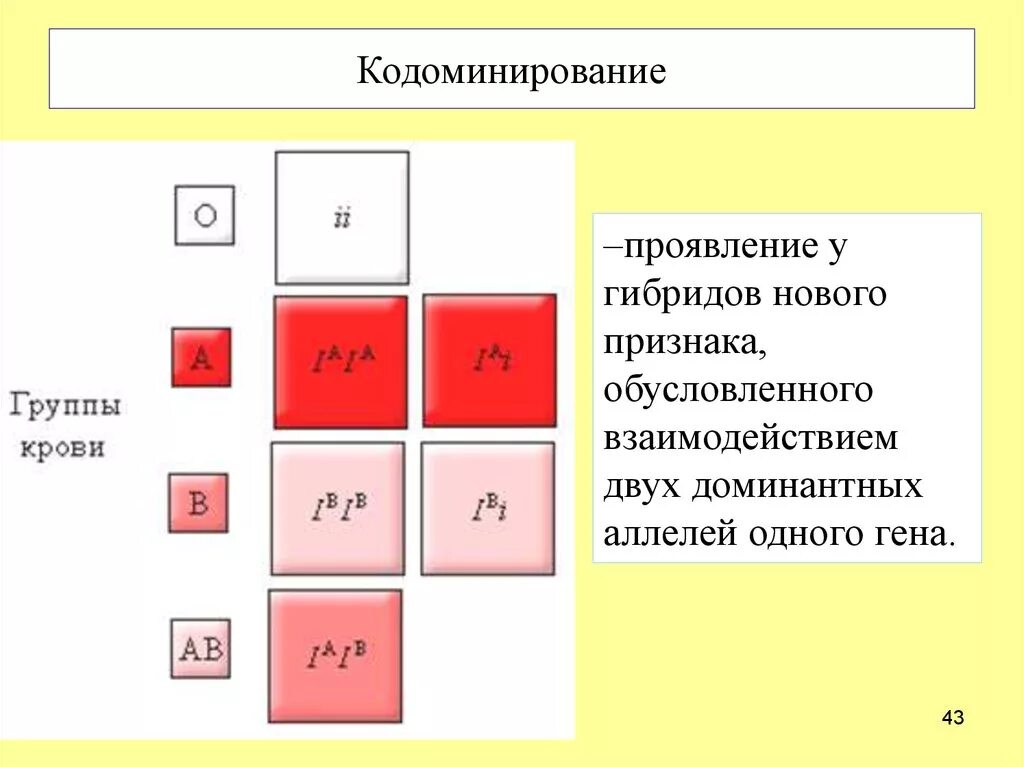 Кодоминирование взаимодействие генов. Кодоминирование наследование групп крови. Кодоминирование на примере групп крови. Генетика групп крови кодоминирование. Вторая группа крови задача