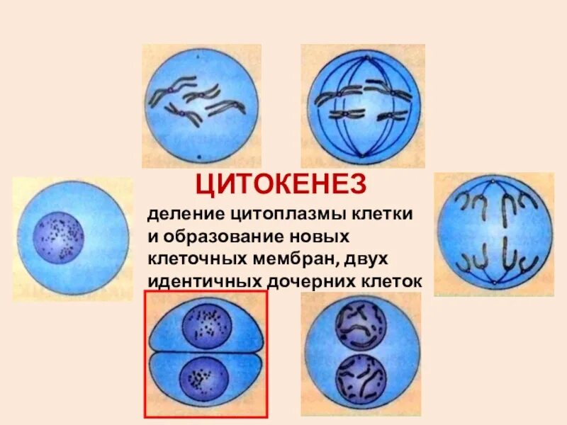 Две дочерние клетки идентичные материнской образуются в. Образование двух дочерних клеток. формирование 2 дочерних клеток. идентичные дочерние клетки. образование двух дочерних клеток фаза.