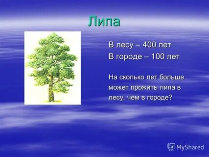 Сколько лип