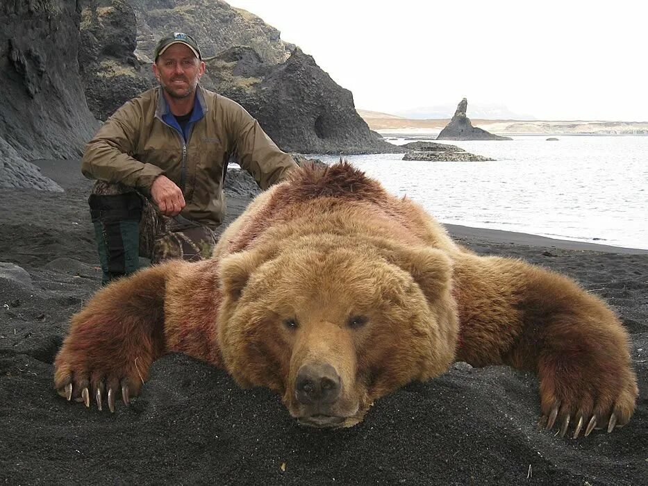 Самый большой в мире медведь Гризли. Бурый медведь Кадьяк. Самый большой медведь Кадьяк 1200 кг. Аляскинский медведь Кадьяк. Громадный это какой