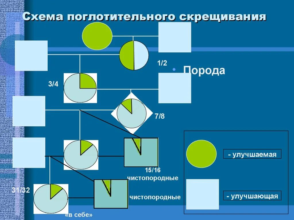 Воспроизводительное скрещивание в животноводстве схема. Схема поглотительного скрещивания. Поглотительное скрещивание КРС. Поглотительное скрещивание в животноводстве схема. Скрещивание в palworld