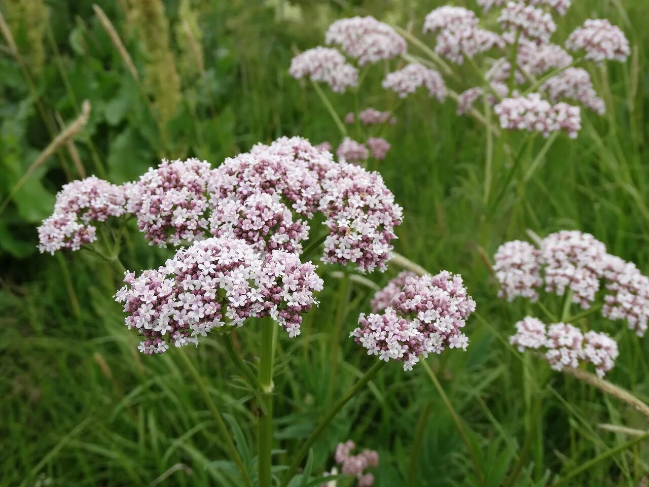 Валерьянка трава. Валериана. (Valeriana officinalis). Valeriana officinalis растение. Валериана двудомная. Валериана лекарственная / Valeriána officinális.