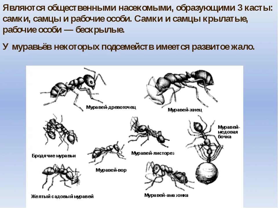 Изучение насекомых с различными типами развития
