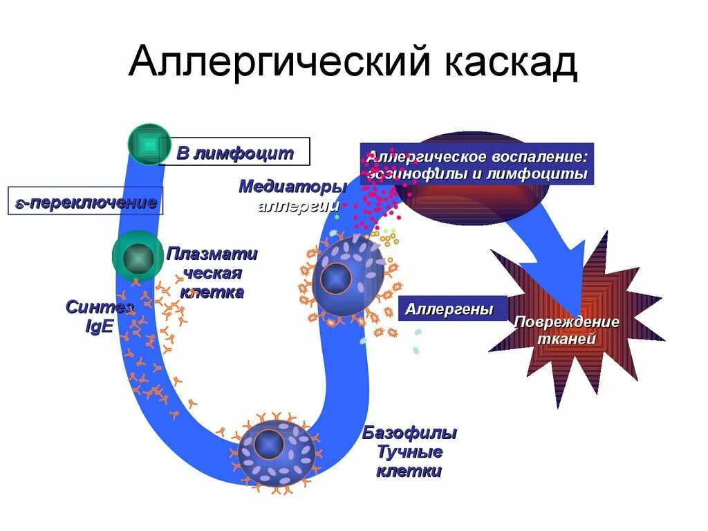 Клетки воспалительной реакции. Клетки воспалительной реакции