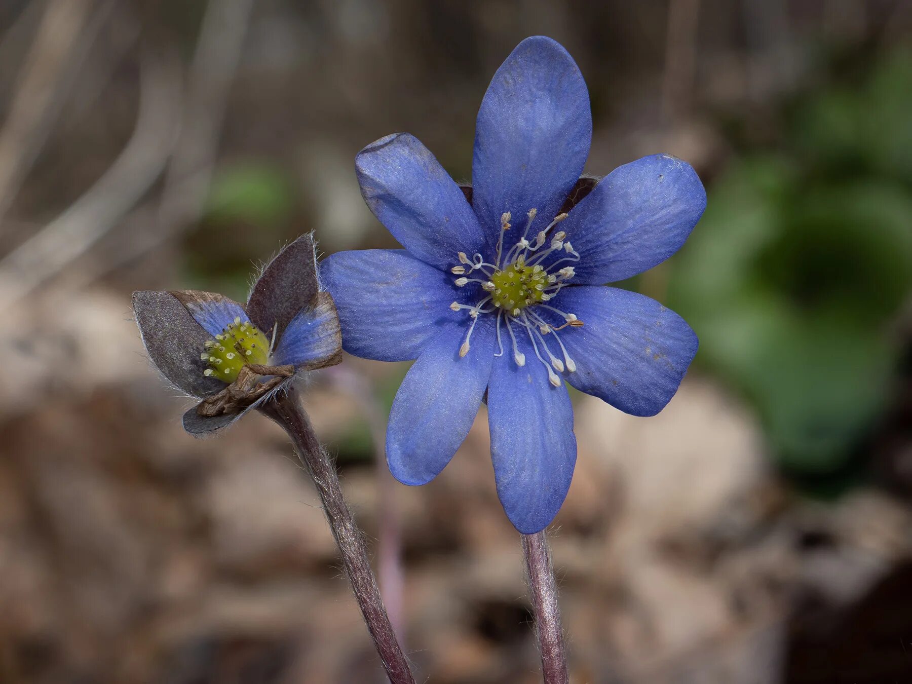 Печеночница. Печеночница благородная (hepatica nobilis). печеночница нобилис. печёночница благородная нобилис. печеночница гепатика нобилис.