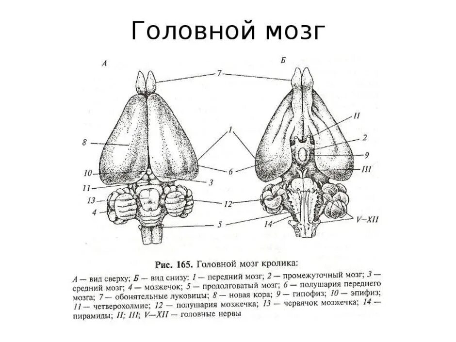 Структура мозга млекопитающих. Строение головного мозга млекопитающих. Схема строения головного мозга млекопитающих. Схема строения головного мозга собаки. Головной мозг кролика вид сверху снизу и сбоку.