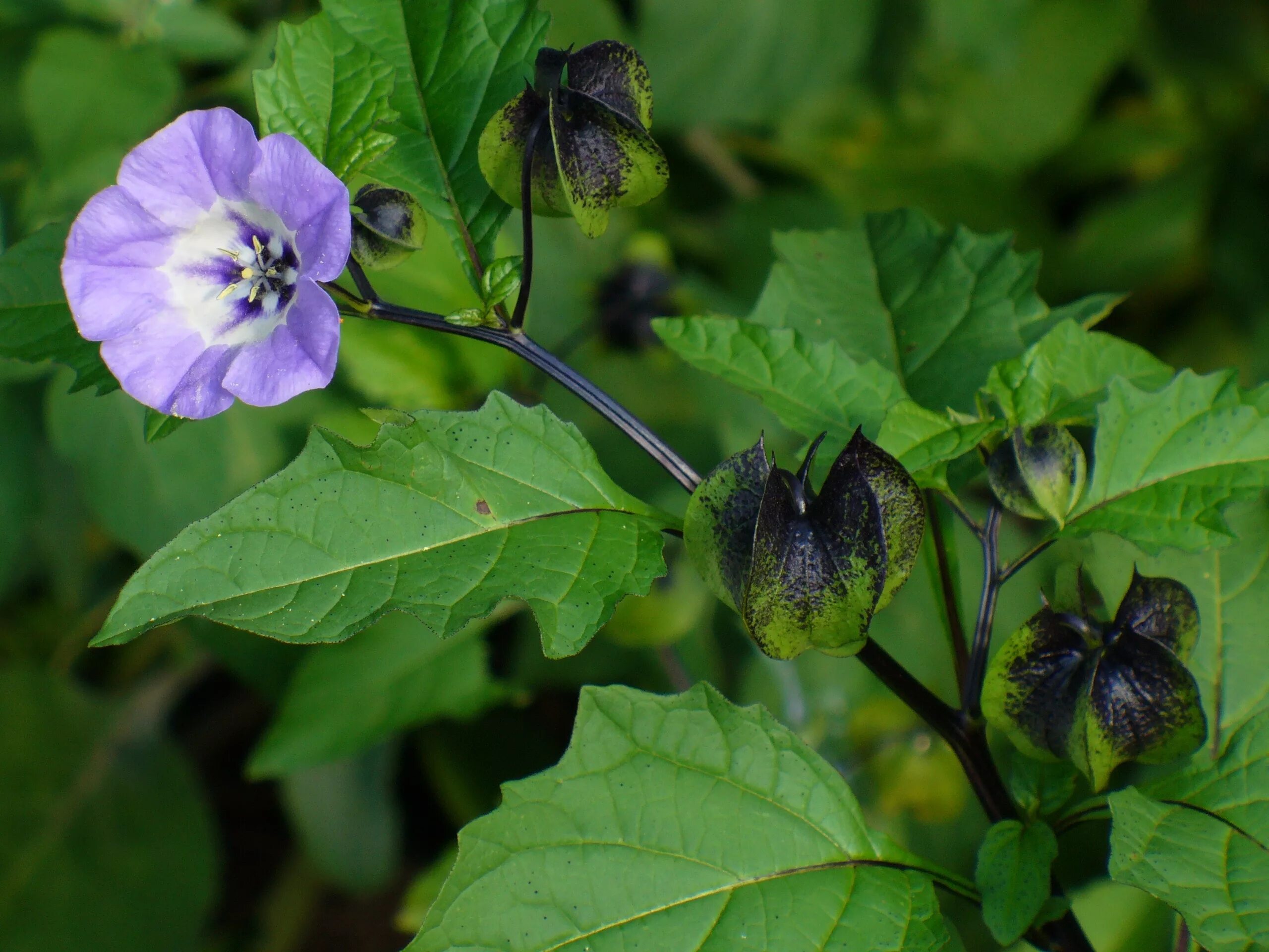 Никандра перуанская. Никандра. Никандра. Никандра перуанская цветок. Никандра.