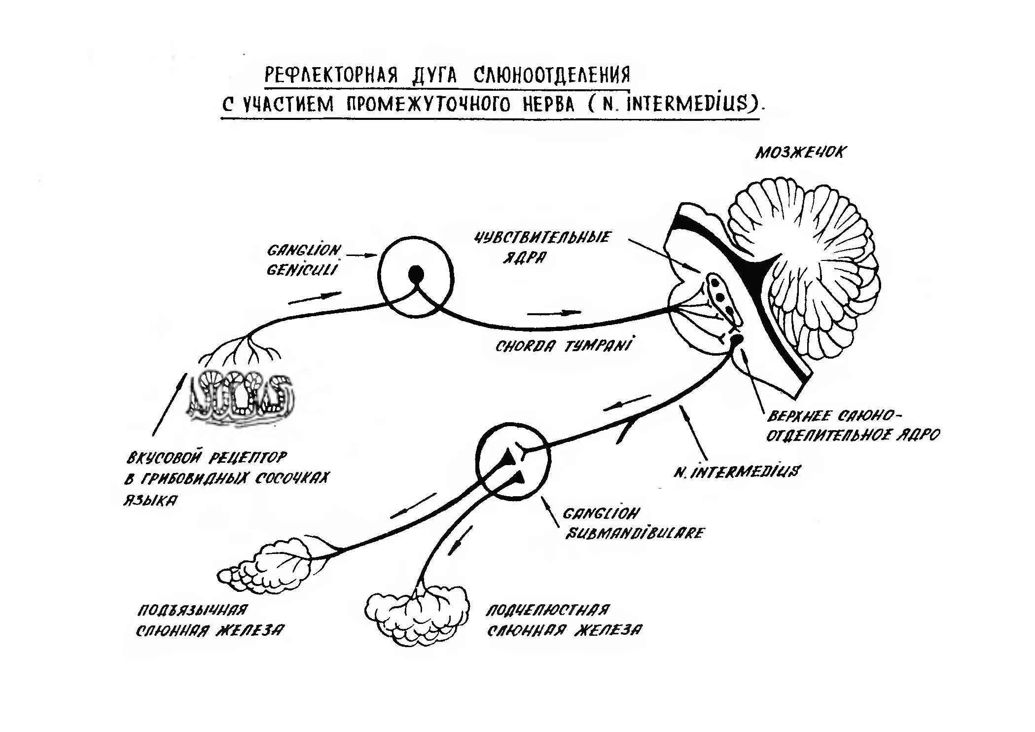 Рефлекторная дуга слюноотделения. Схема рефлекторная дуга условного рефлекса (слюноотделения). Рефлекторная дуга секреции слюны. Схема рефлекторной дуги безусловного слюноотделительного.