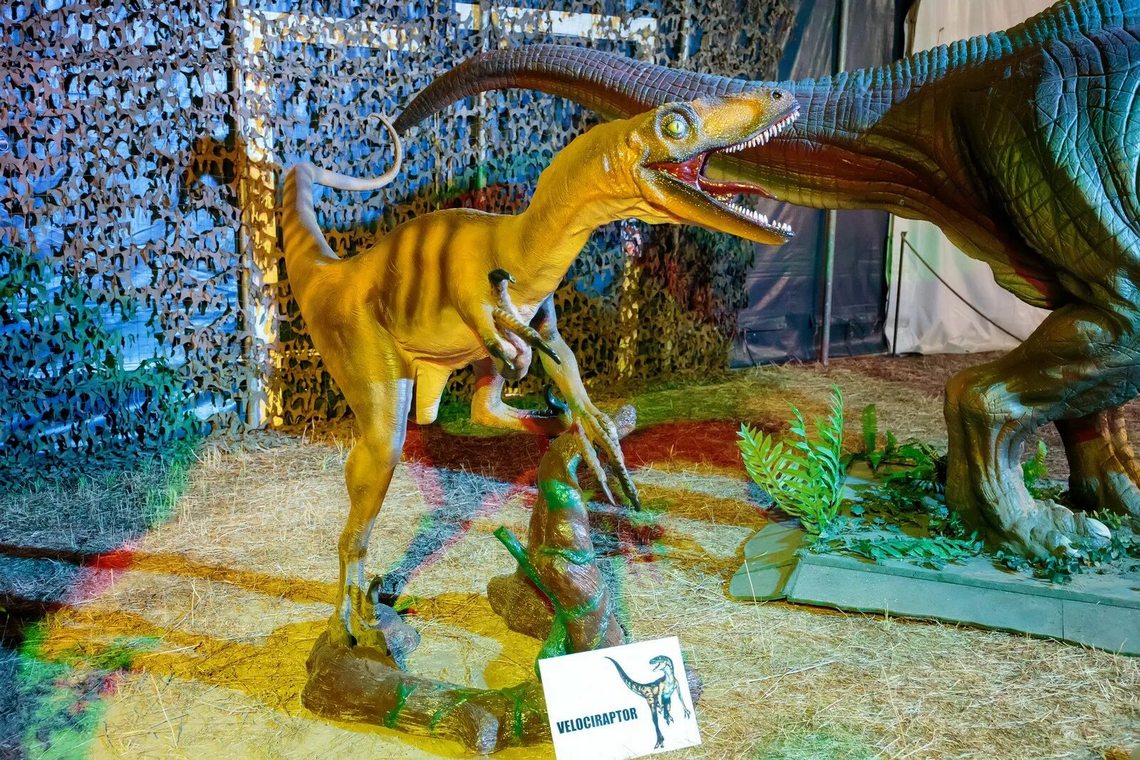 Выставка динозавров современна. Большая выставка динозавров в Самаре. Велоцераптор в музее. Небольшая экспозиция с динозаврами. Выставка динозавров ульяновск