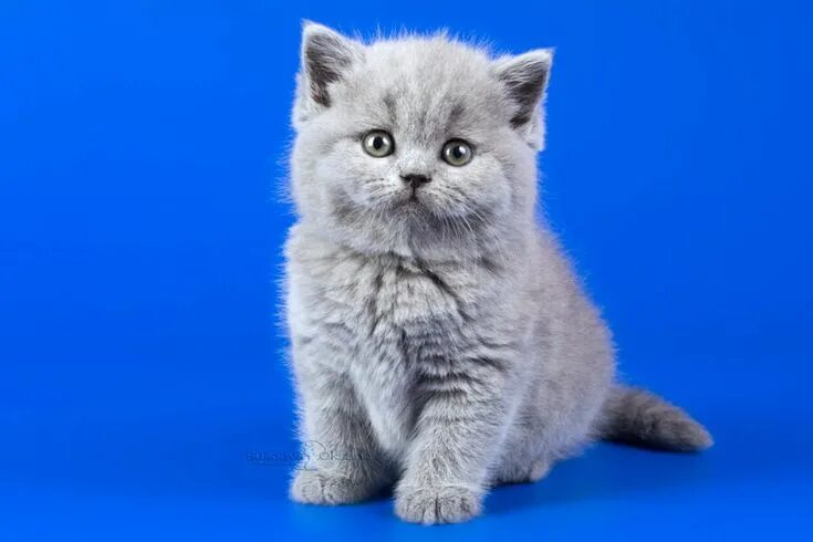 も こ も こ ブ リ テ ィ ッ シ ュ シ ョ-ト ヘ ア の 子 猫 が 犯 罪 級 に か わ い い