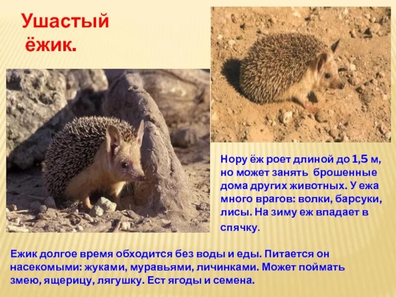 Почему еж ушастый. Рассказ о ушастом еже. ушастый ёж в пустыне. описание ушастого ежа. проект про ушастого ежа.