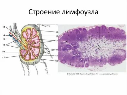 Гистологическое строение лимфатического узла