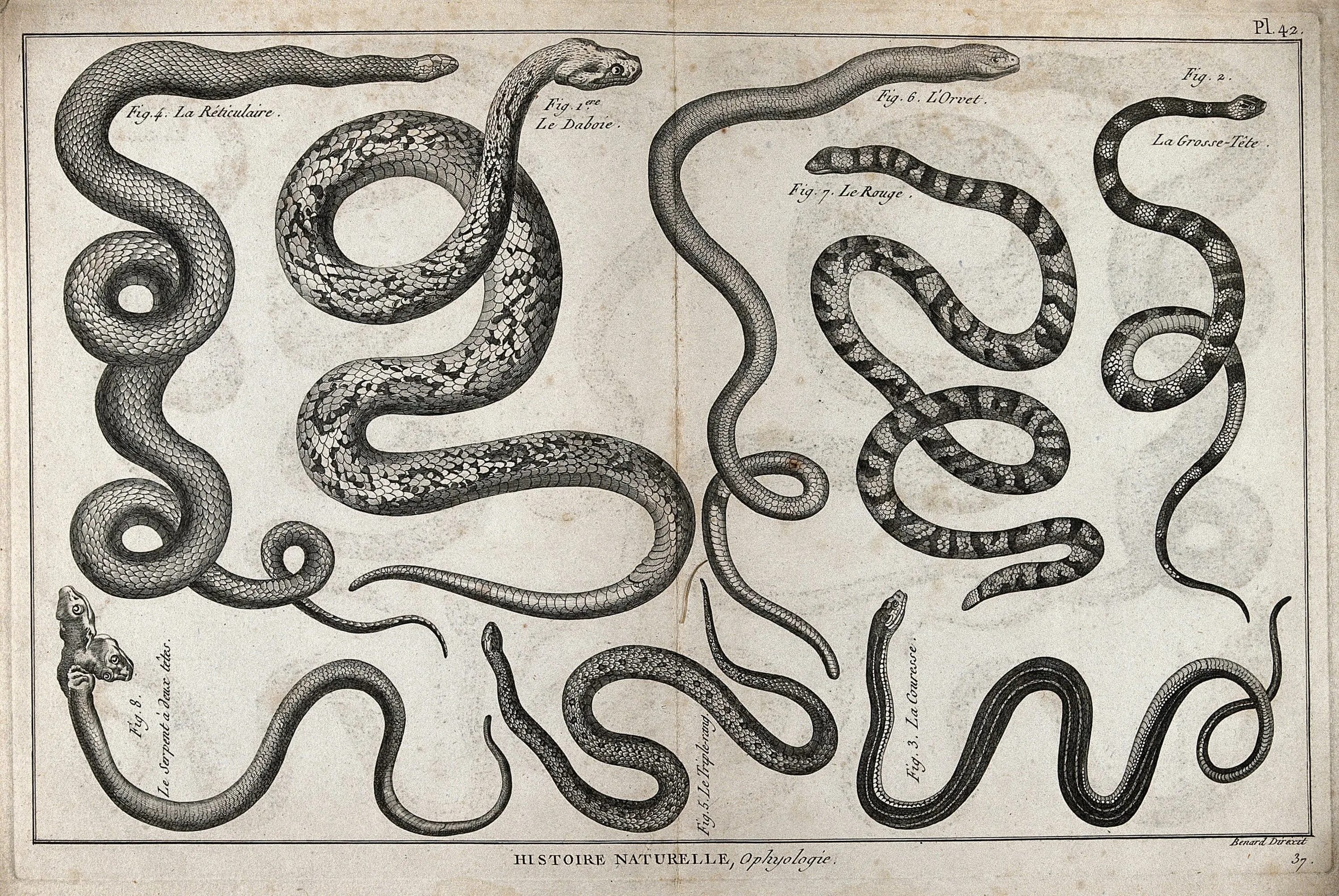 Змея 8 букв сканворд. Змея гравюра. Сетчатый питон рисунок. Сетчатый питон узор. Старинная змея.