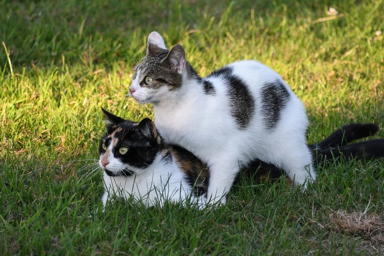 Два кота. Два котенка. Две кошечки. Два кота играют. Крик кота в брачный