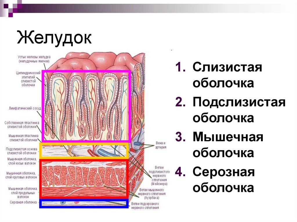 Наличие гладких мышц в стенках желудка. Строение стенки желудка анатомия. Строение оболочки стенки желудка. Строение стенки пищеварительной трубки анатомия. Слои стенки желудка анатомия.