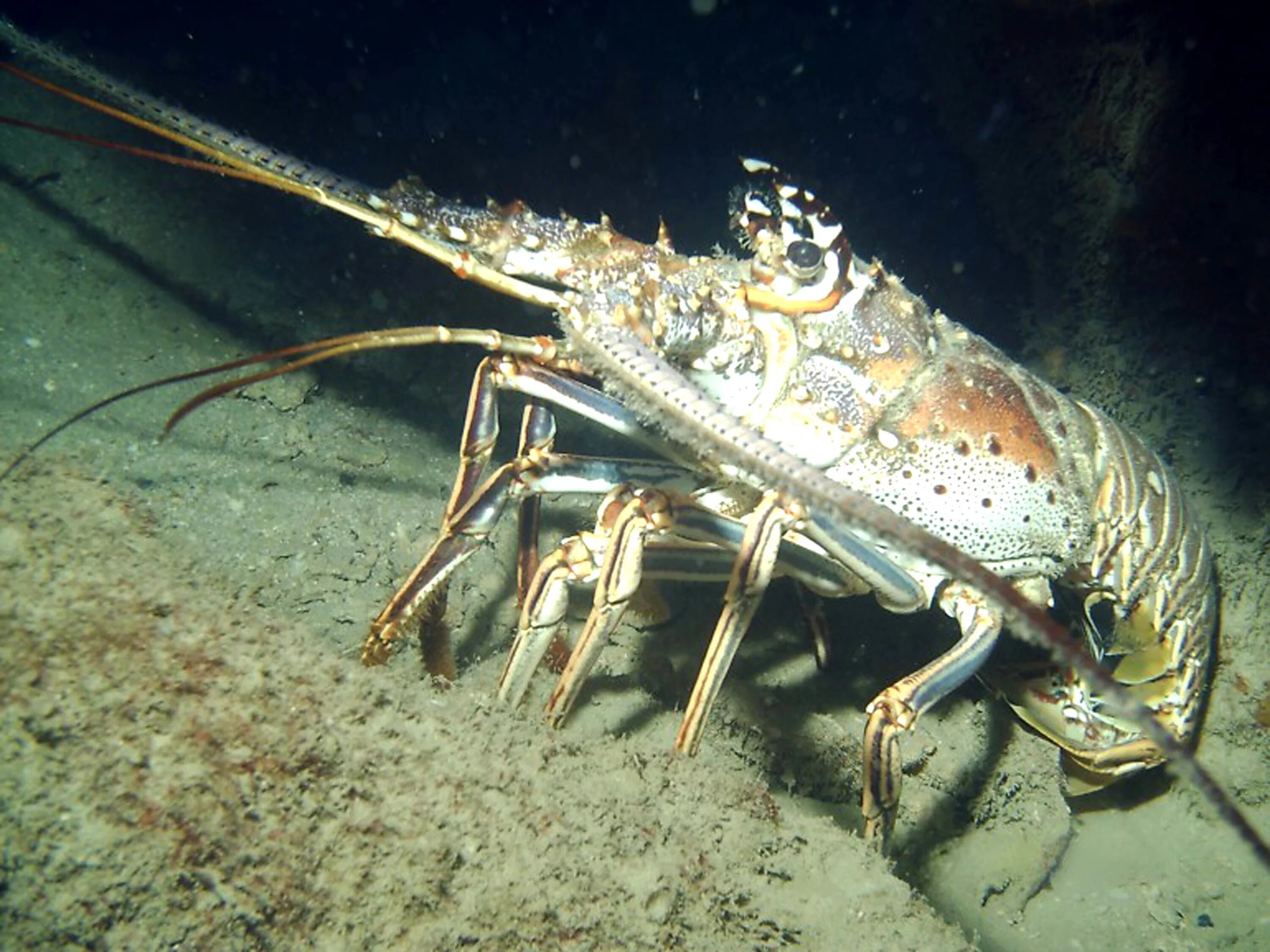 Ракообразные в море