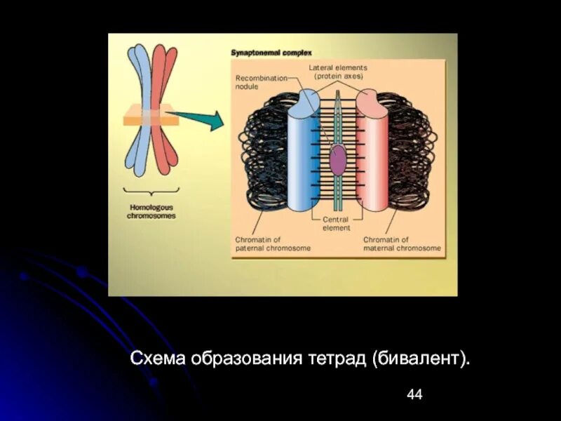 Образование синаптонемного комплекса. Строение синаптонемального комплекса. Тетрада бивалент. Строение и функции синаптонемного комплекса..