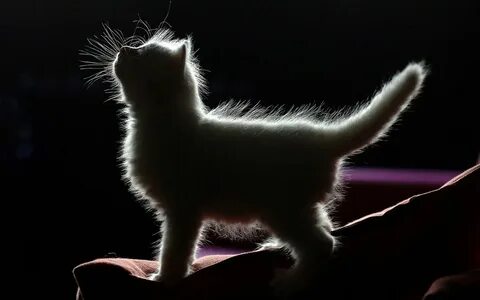 Котик светится