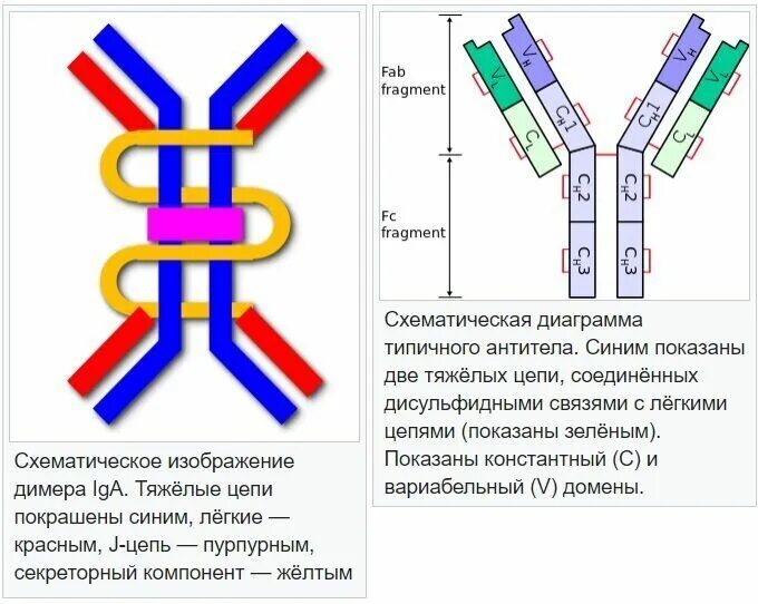 Панель иммуноглобулинов