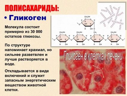 Гликоген откладывается в печени