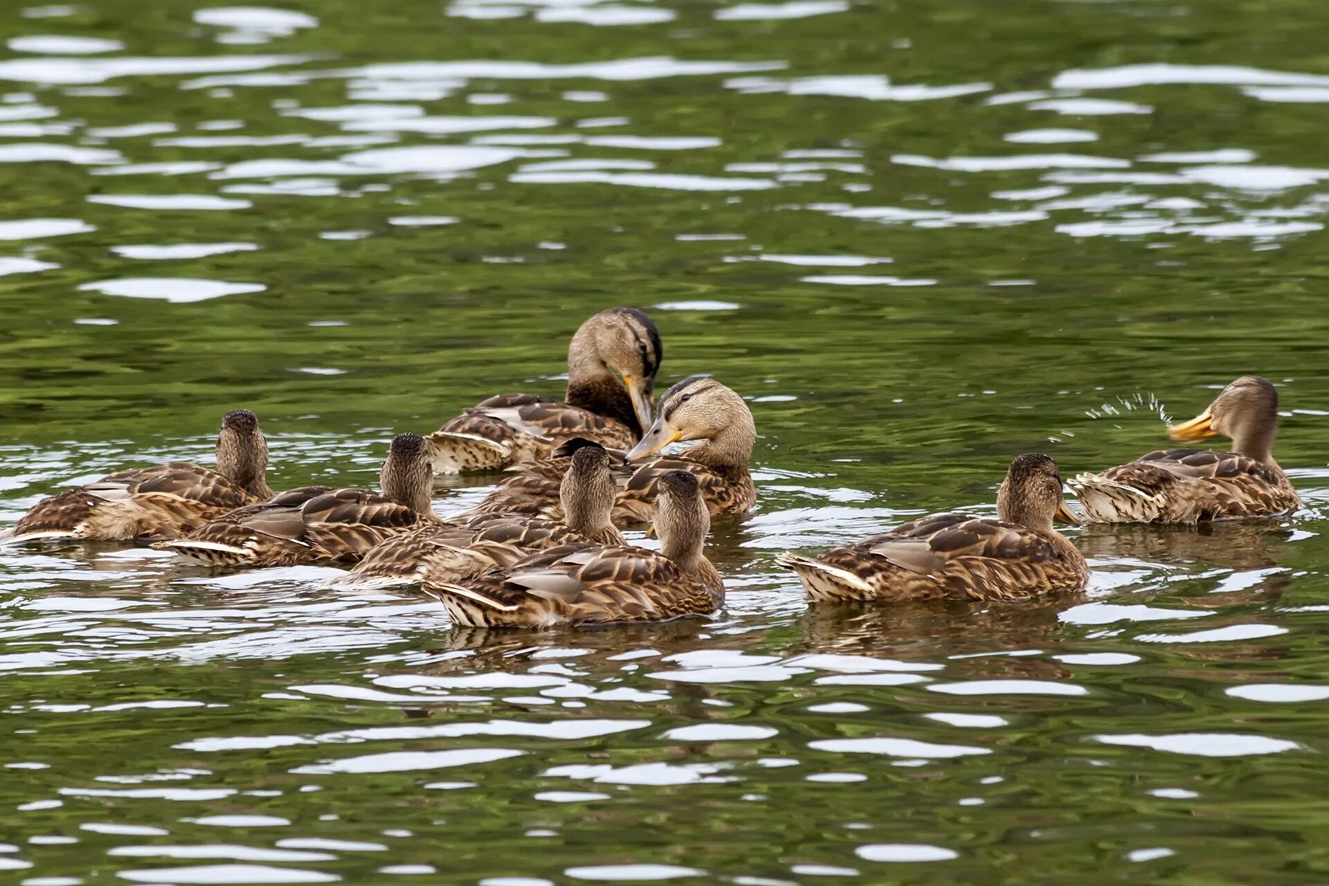 по деревне ходят утки серенькие крякают