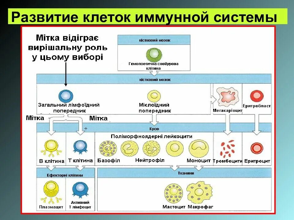 Рост иммунных клеток