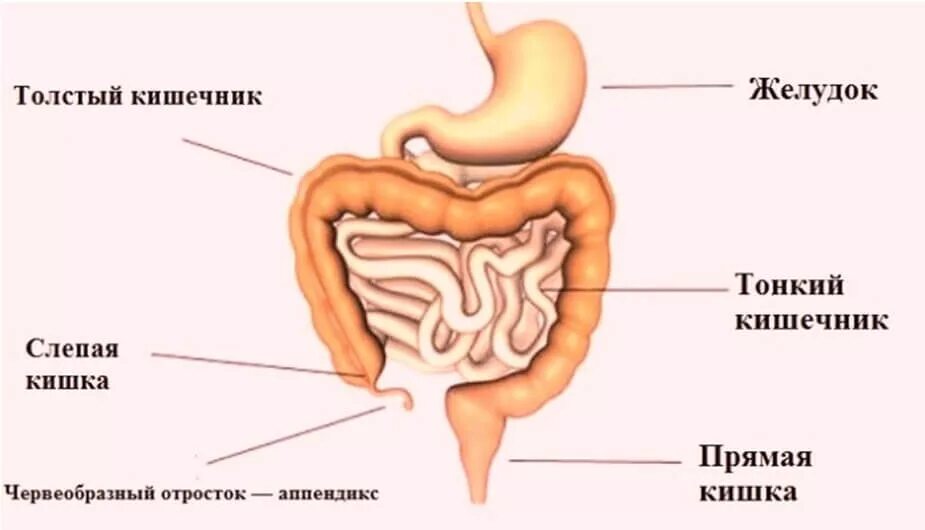 Последовательность кишечника человека. Строение кишечника человека схема. Кишечник анатомия строение рисунок. Тонкий и толстый кишечник схема. Толстый кишечник строение.