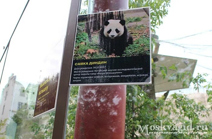 Московский зоопарк 2023. Панды Катюша Московском зоопарке 2023. Кто есть в Московском зоопарке 2023.