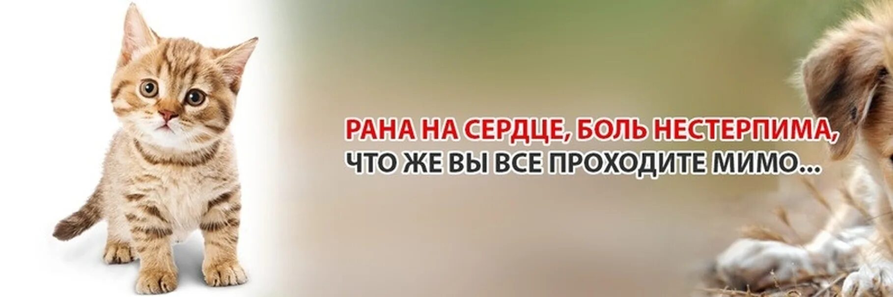 Помощь бездомным животным картинки Урок доброты "Мы можем помочь" 2023, Губкинский район дата и место проведения,