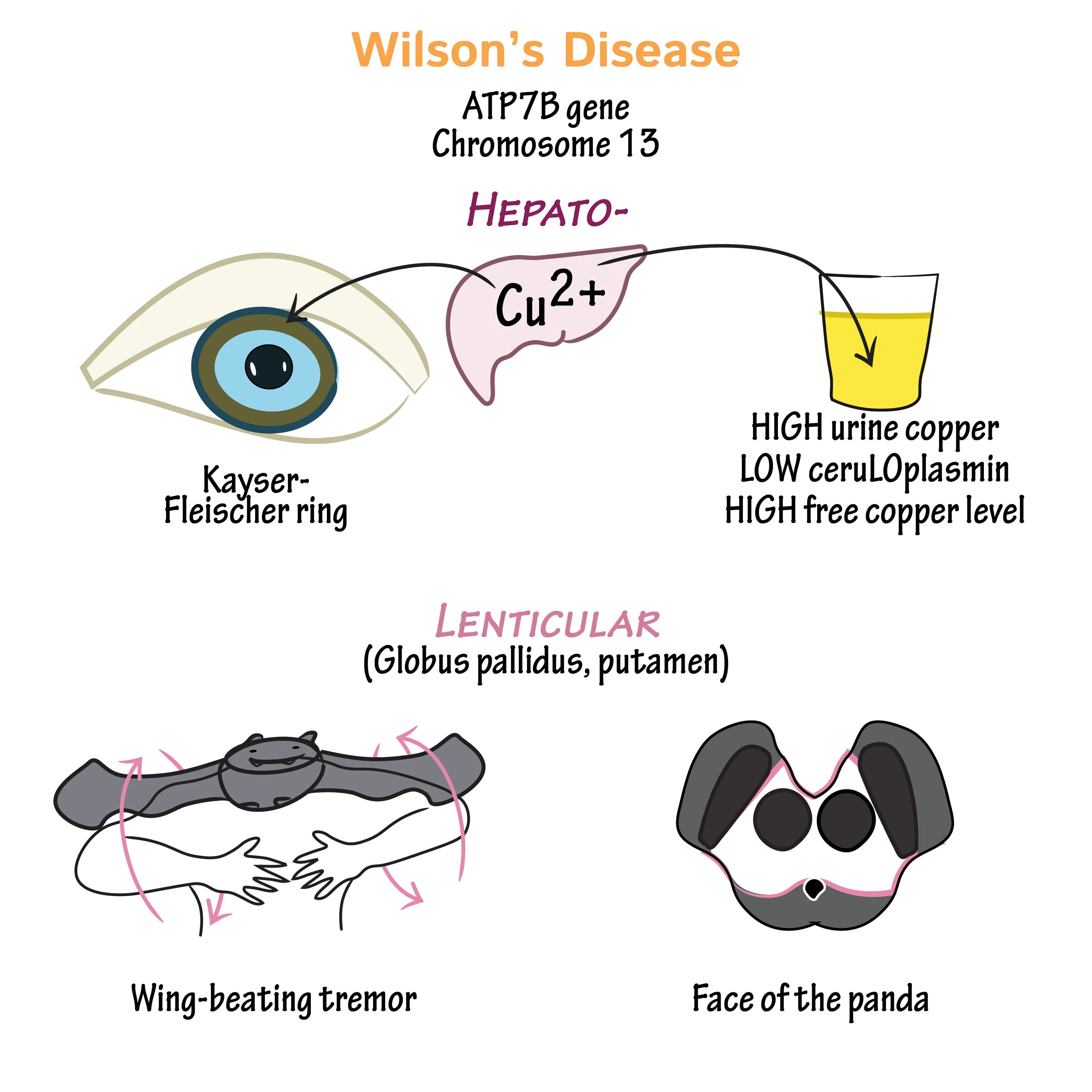 Wilson rj pasin