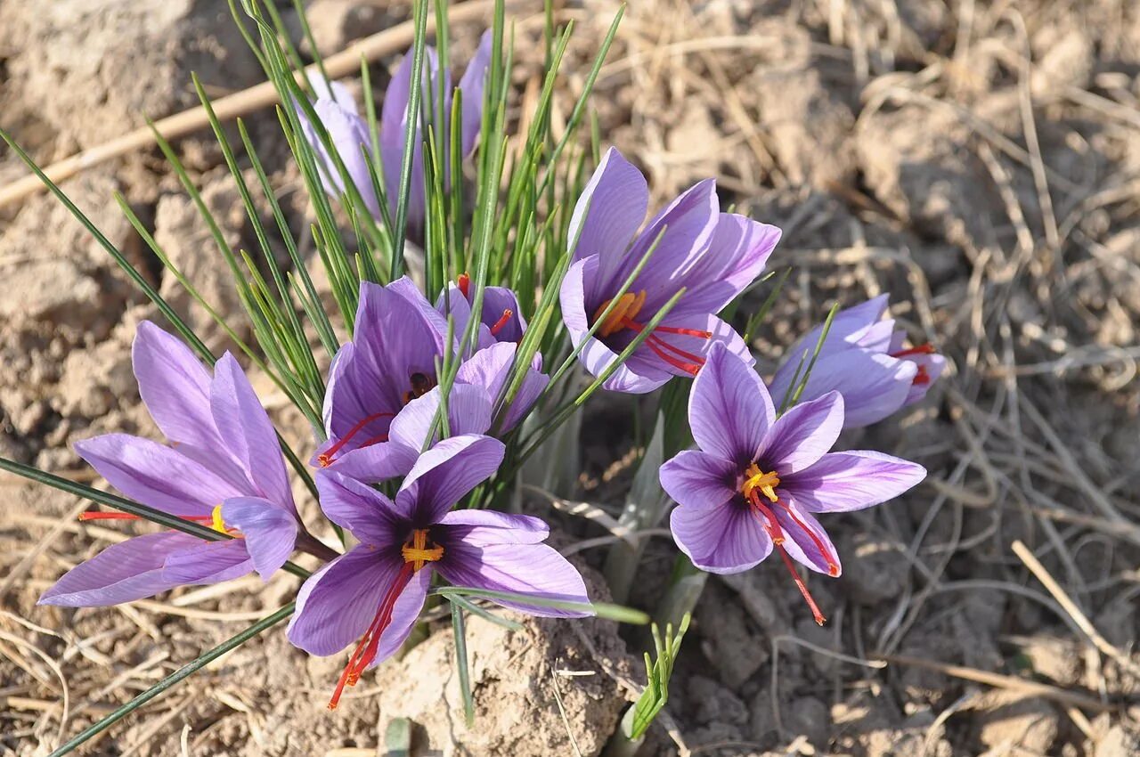 Крокус Шафран посевной. Рокус (Шафран) посевной (Crocus sativus). Крокус сативус Шафран. Крокус Шафран цветок.