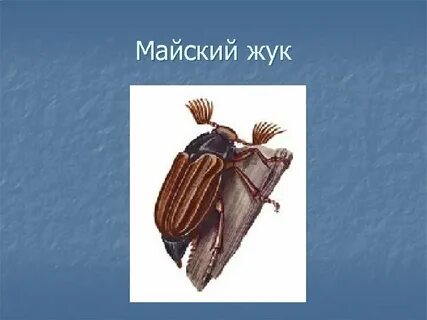 Жук рак