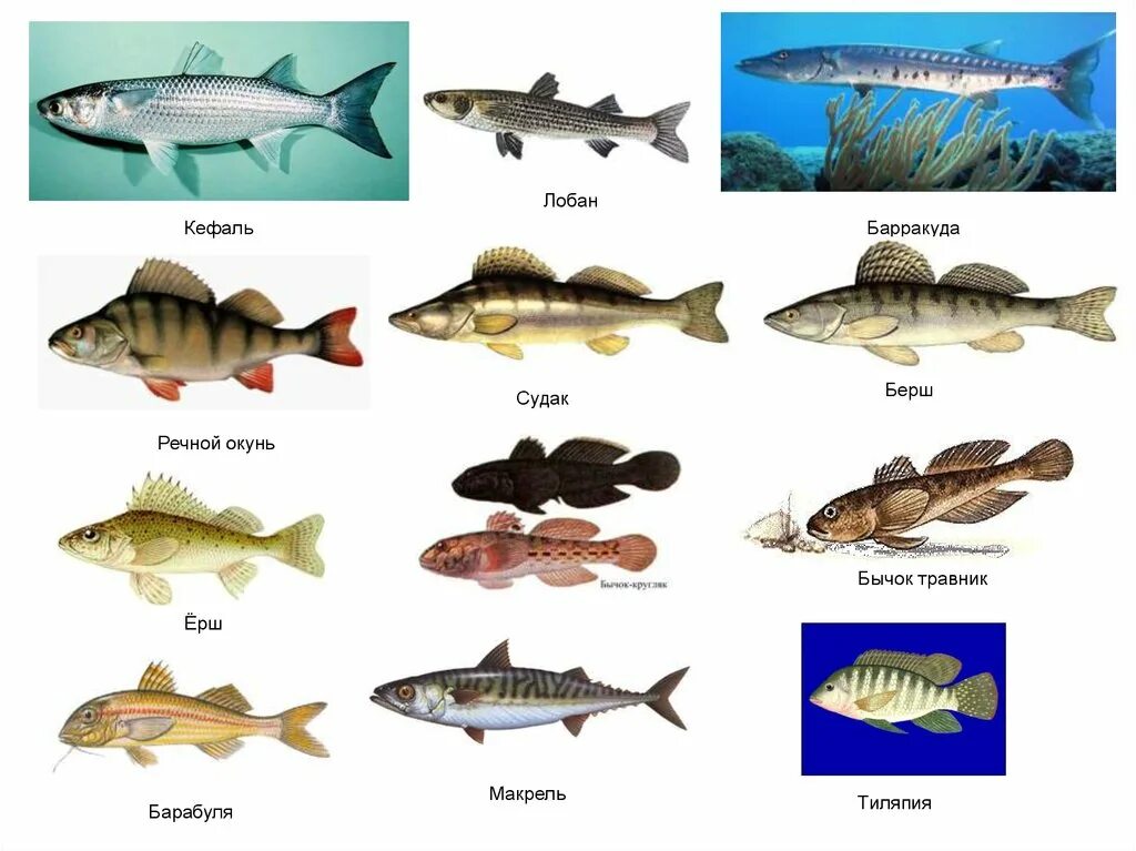 Костные рыбы представители. Класс костистые рыбы представители. Лучепёрые рыбы костистые костные. Представители нотных рыб. Типы рыб названия