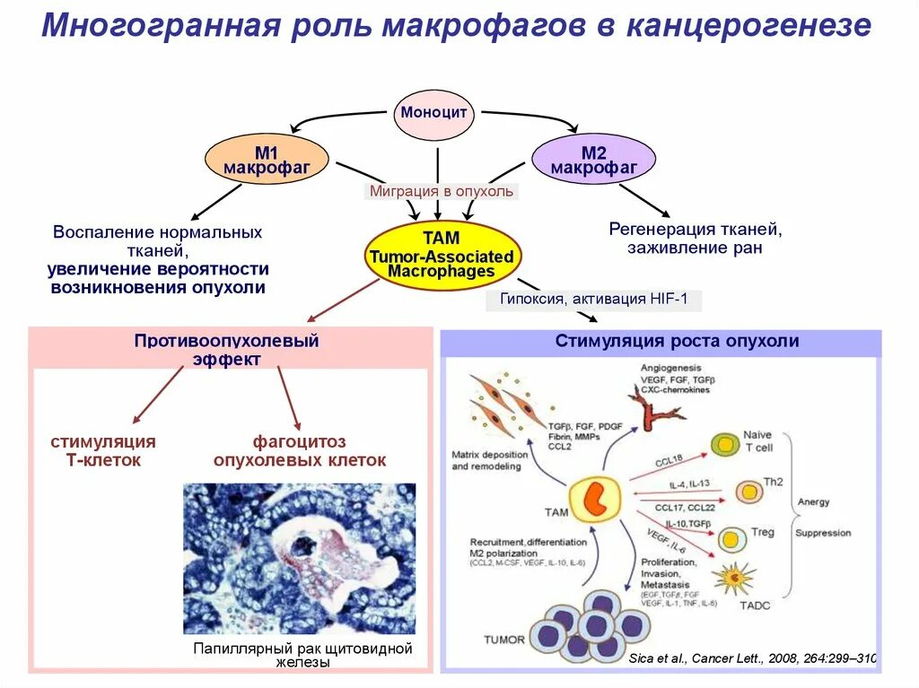 Биологические функции макрофагов. Функции макрофагов иммунология. Миграция макрофагов. Биология нормальной и опухолевой клеток. Макрофаги иммунный ответ