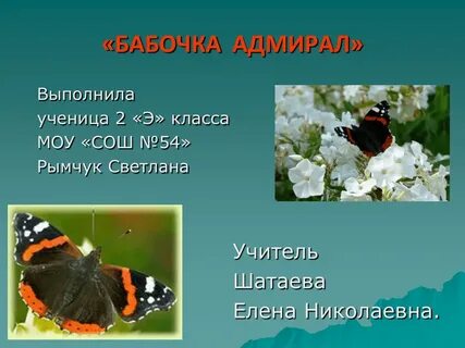 Бабочки учебник