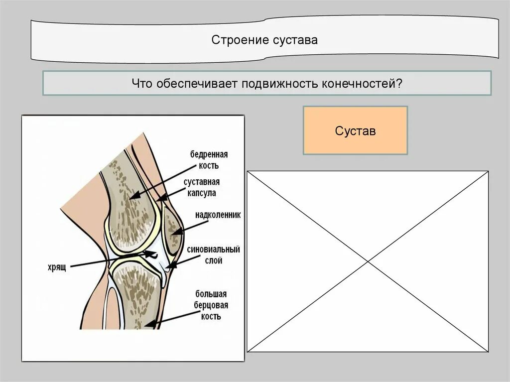 Строение колена человека. Что обеспечивает подвижность сустава. подвижность конечностей обеспечена. строение коленного сустава 8 класс. суставы презентация анатомия.