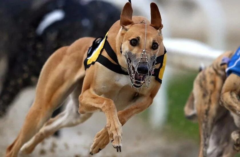Грейхаунд по кличке Стар тайтл. Грейхаунд бег. Грейхаунд щенок. Самая быстрая собака в мире.