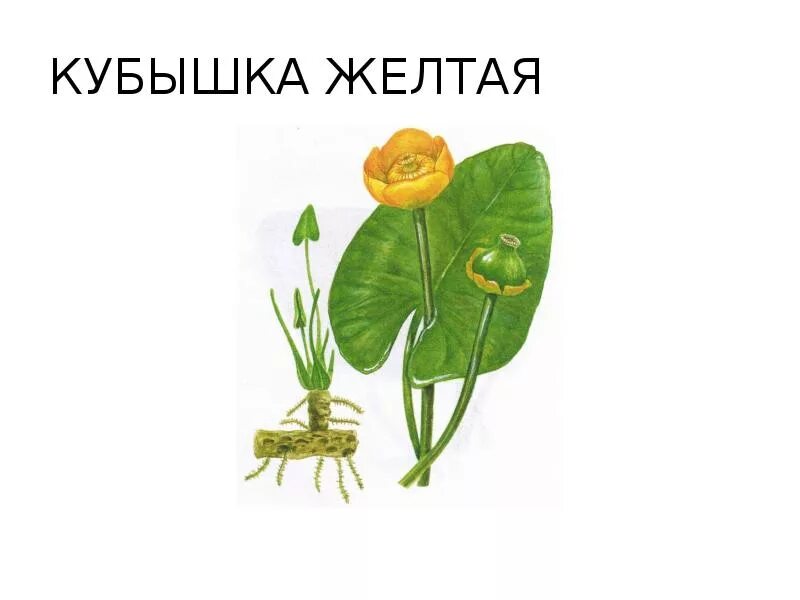 Как работает кубышка. Кубышка жёлтая корень. кубышка жёлтая красная книга. растение кубышка желтая. классификация кубышка желтая.