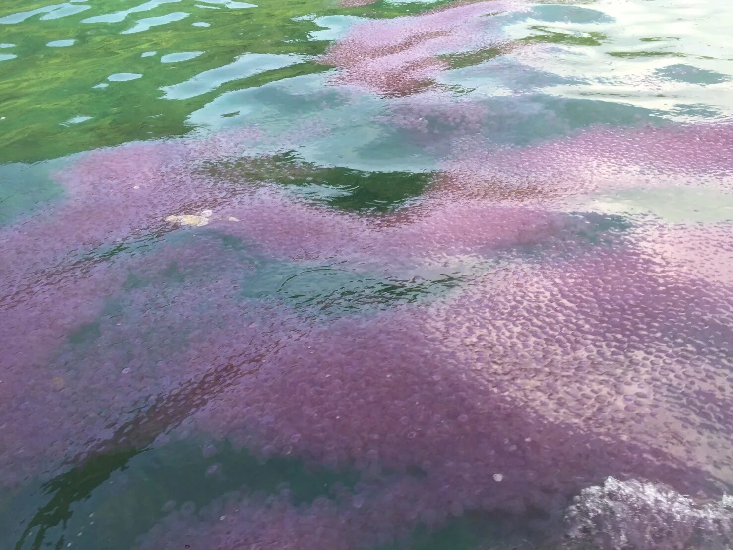 Медузы на пхукете сейчас. Медузы Балтийского моря.